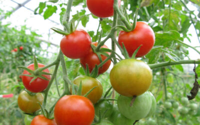 Tomaten-Jungpflanzen von Tomatenretter e.V.